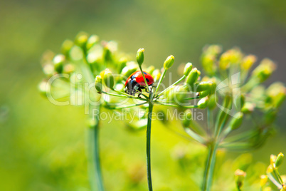 Ladybug on a plant