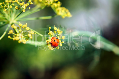 Ladybug on a plant