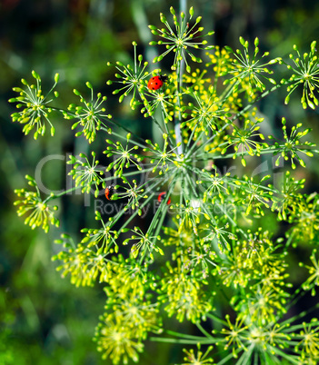 Ladybugs on a plant