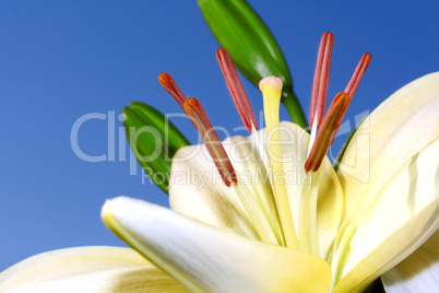 Light lily closeup