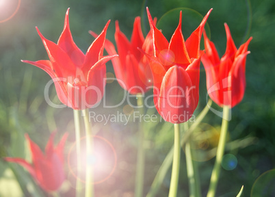 Red tulips