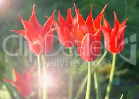 Red tulips