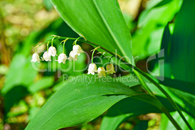 Convallaria majalis