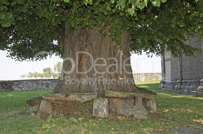 Bank an einem Baum