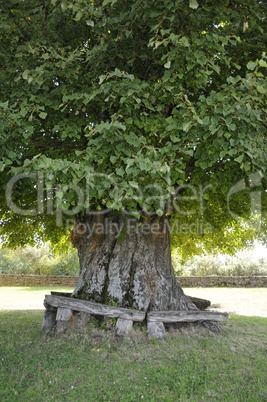 Bank an einem Baum