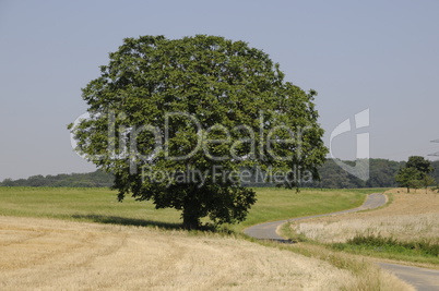 Baum auf einem Feld