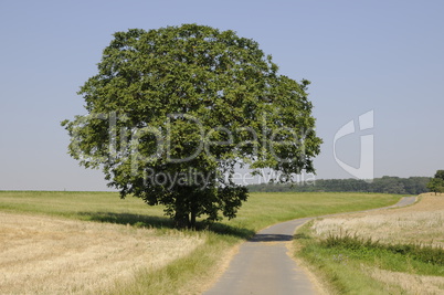 Feldweg und Baum