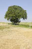 Baum auf einem Feld