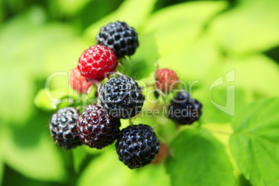black raspberry on the bush
