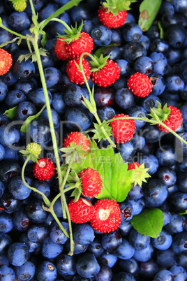 bilberries and wild strawberries