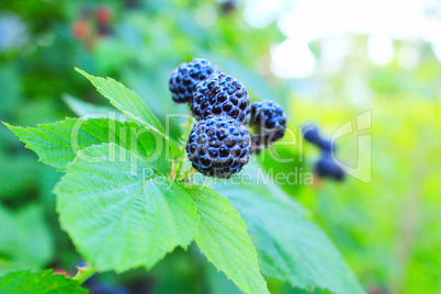 black raspberry on the bush