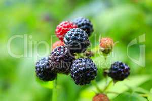 black raspberry on the bush