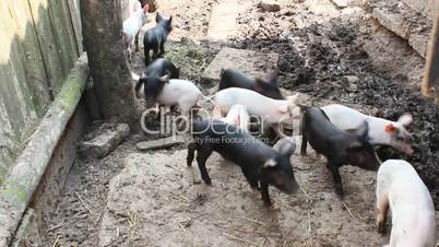 piglets run jolly on a farm