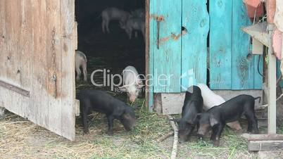 piglets run jolly on a farm
