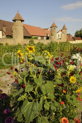 Blumen an der Stadtmauer in Mainbernheim