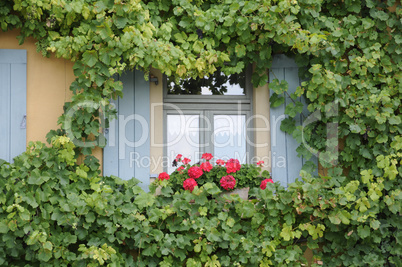 Blumenfenster