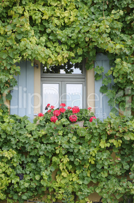 Blumenfenster