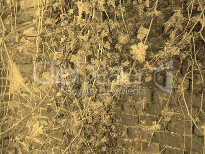 Ivy leaves background sepia