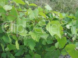 Vitis (Grapevine) plant