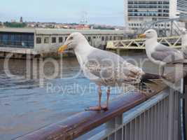 Seagull bird animal