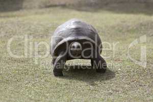 Giant tortoise at Curieuse island, Seychelles