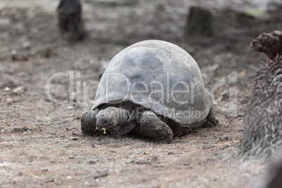 Giant tortoise at Curieuse island eating banana