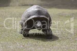 Giant tortoise at Curieuse island, Seychelles