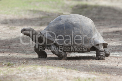 Giant tortoise at Curieuse island, Seychelles