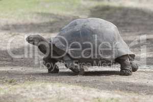 Giant tortoise at Curieuse island, Seychelles