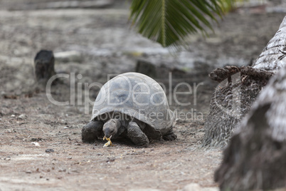 Giant tortoise at Curieuse island eating banana