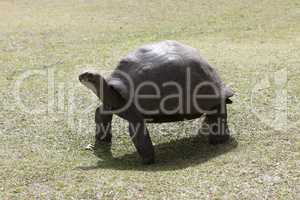 Giant tortoise at Curieuse island, Seychelles