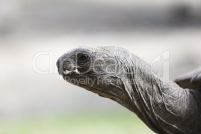 Closeup of a giant tortoise at Curieuse island, Seychelles