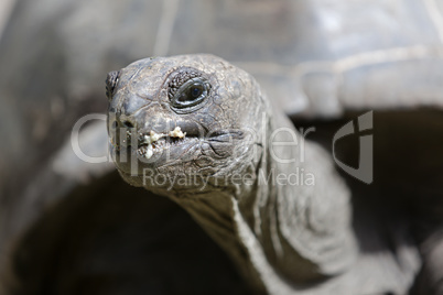 Closeup of a giant tortoise at Curieuse island, Seychelles