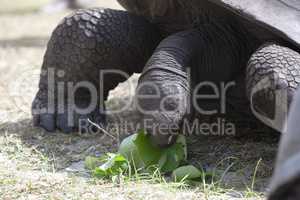 Giant tortoise at Curieuse island eating green leaves