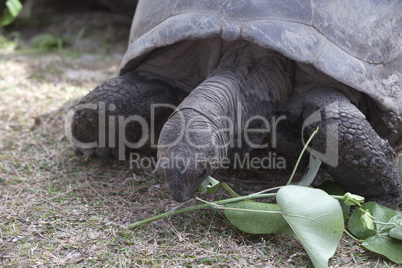 Giant tortoise at Curieuse island eating green leaves