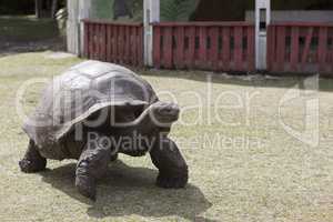 Giant tortoise at Curieuse island, Seychelles