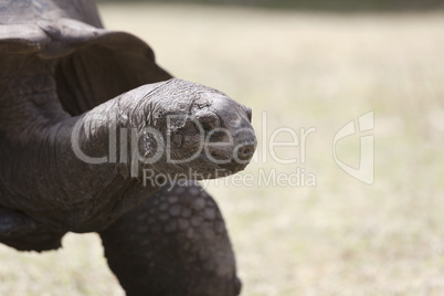 Closeup of a giant tortoise at Curieuse island, Seychelles