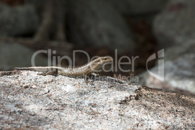 Lizard sunbathing at a rock