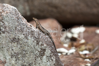 Lizard sunbathing at a rock