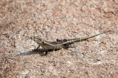 Lizard sunbathing at a rock