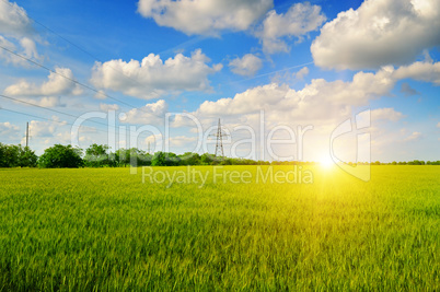 wheat field and sunrise in the blue sky