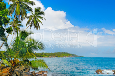 ocean and tropical palm trees on the shore