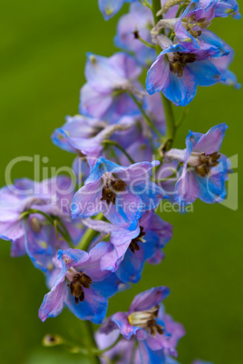 The Larkspur flower (Delphinium elatum hybrid)