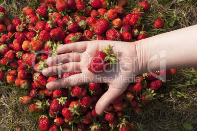 fresh strawberry photo