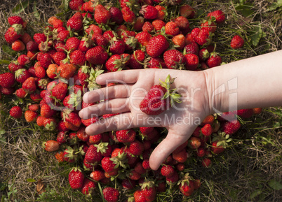 fresh strawberry photo