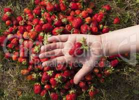 fresh strawberry photo