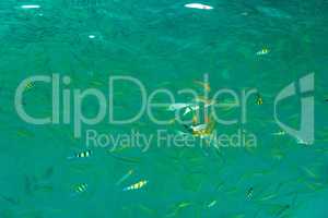 Fish in the sea Phi Phi Island thailand