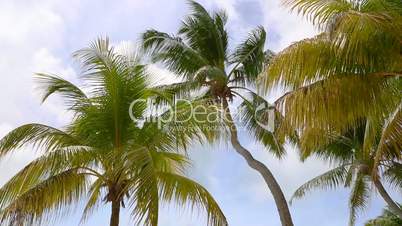 Tropical palm trees in the wind