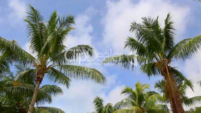 Tropical green palm waving in the wind