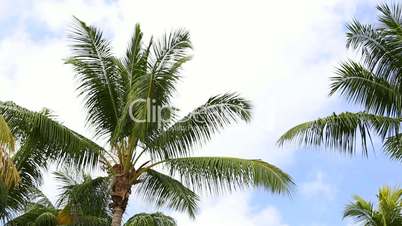 Palm trees with blue sky and clouds